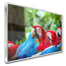 Quadro Bando Araras Azul