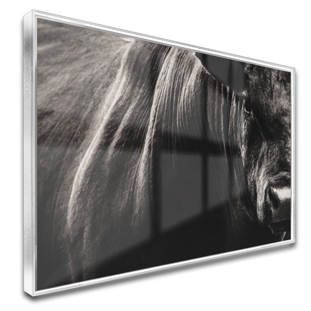 Quadro Boi Bravo Negro