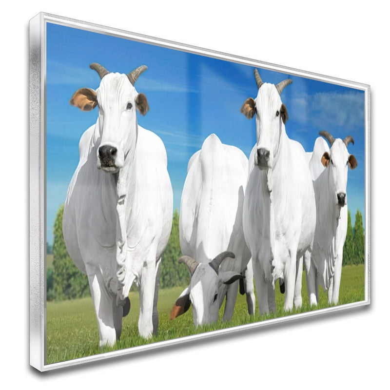 Quadro Boi Nelore Pasto Verde