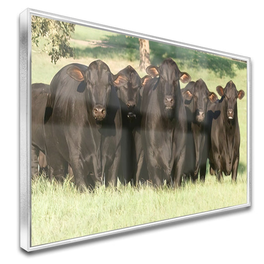 Quadro Bois Bonsmara