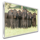 Quadro Bois Bonsmara