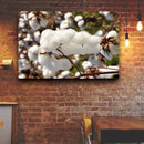 Quadro Capulho De Algodão