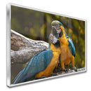 Quadro Casal De Araras