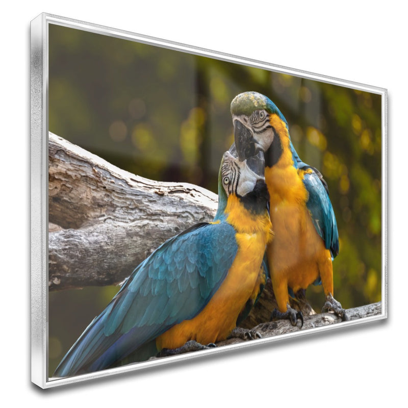 Quadro Casal De Araras