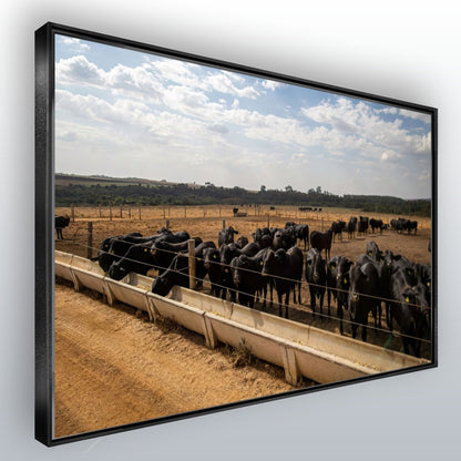 Quadro Confinamento De Gado