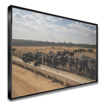 Quadro Confinamento De Gado