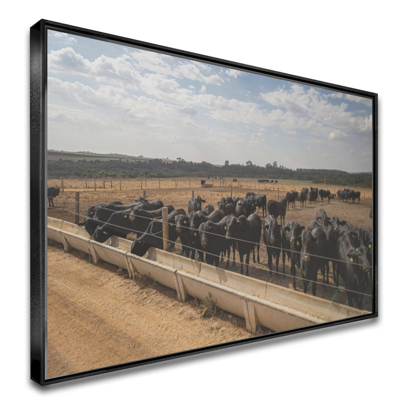 Quadro Confinamento De Gado