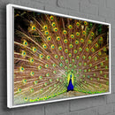 Quadro Decorativo Pavão