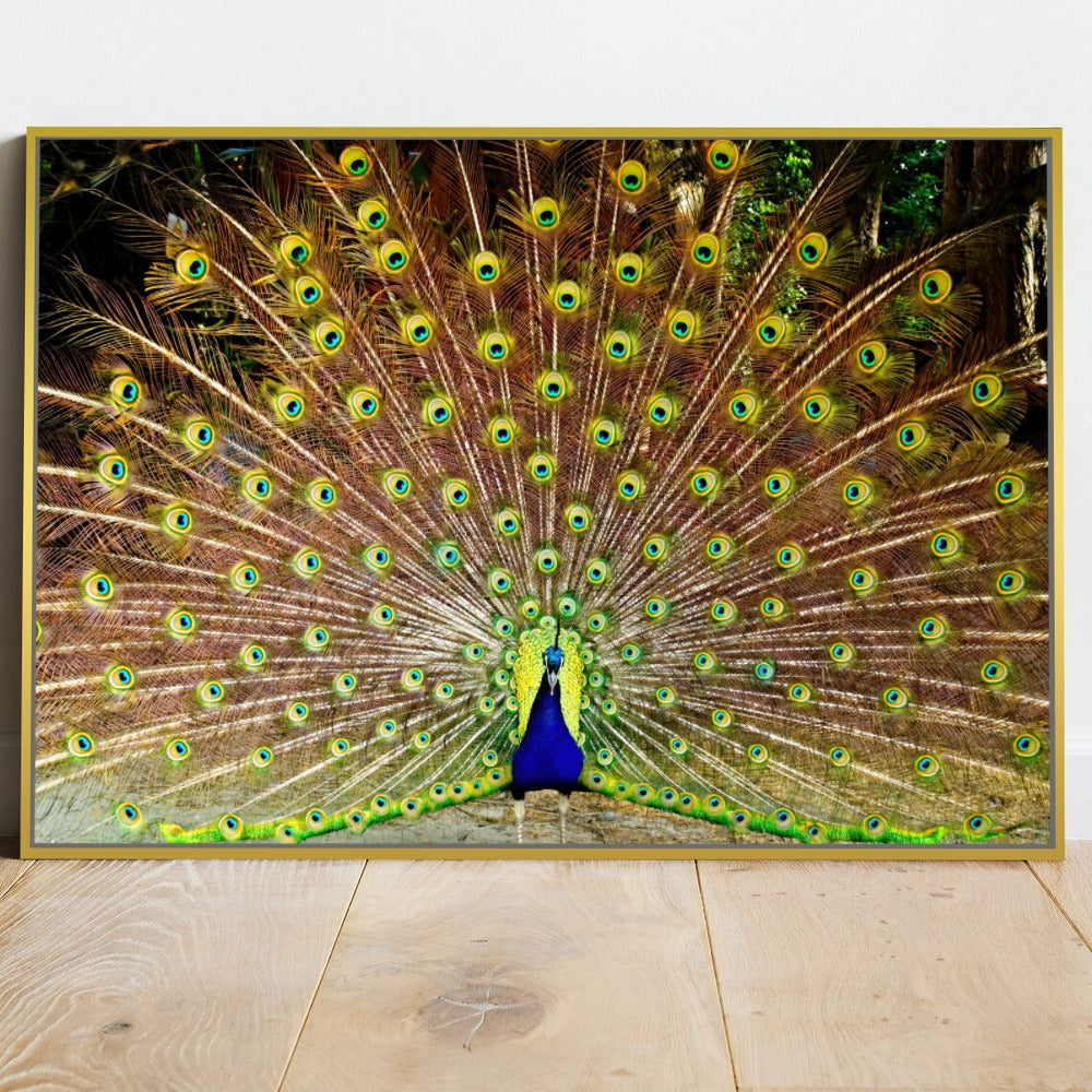 Quadro Decorativo Pavão