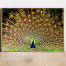 Quadro Decorativo Pavão