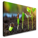 Quadro Germinacão De Grãos