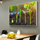 Quadro Germinacão De Grãos