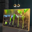 Quadro Germinacão De Grãos