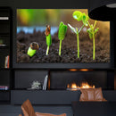 Quadro Germinacão De Grãos