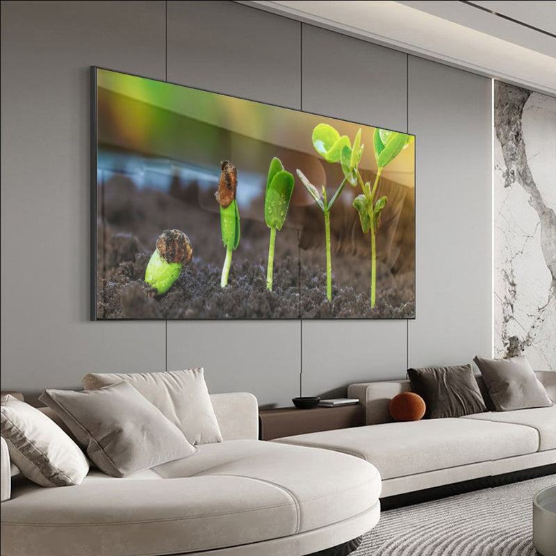 Quadro Germinacão De Grãos