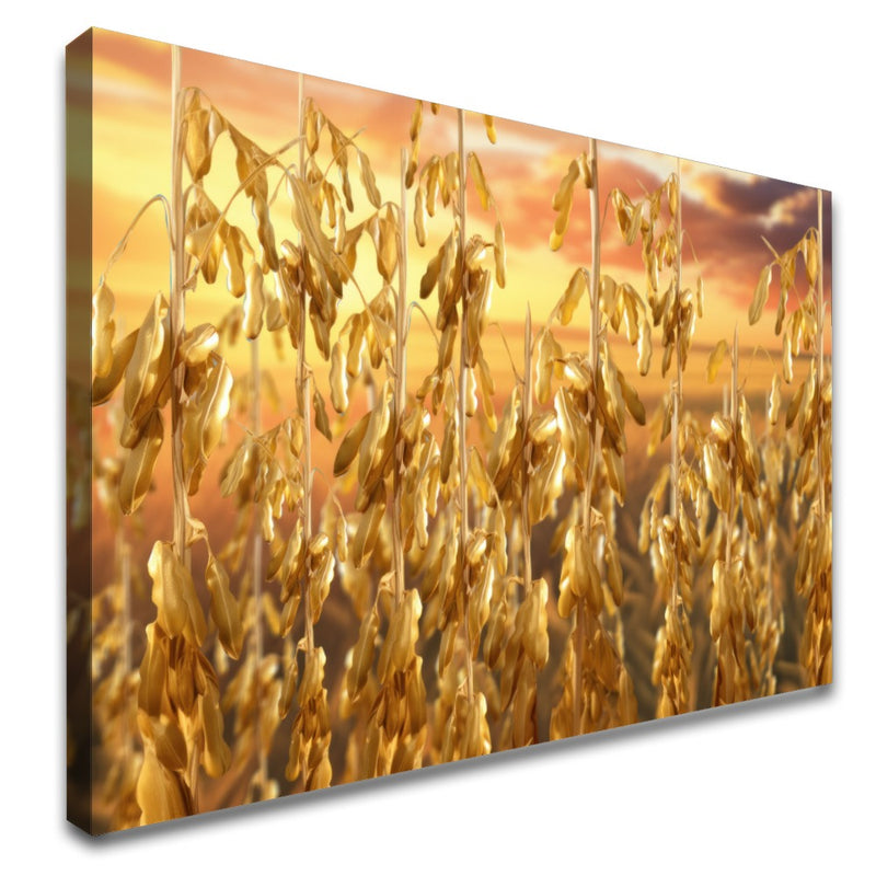 Quadro Soja Gold