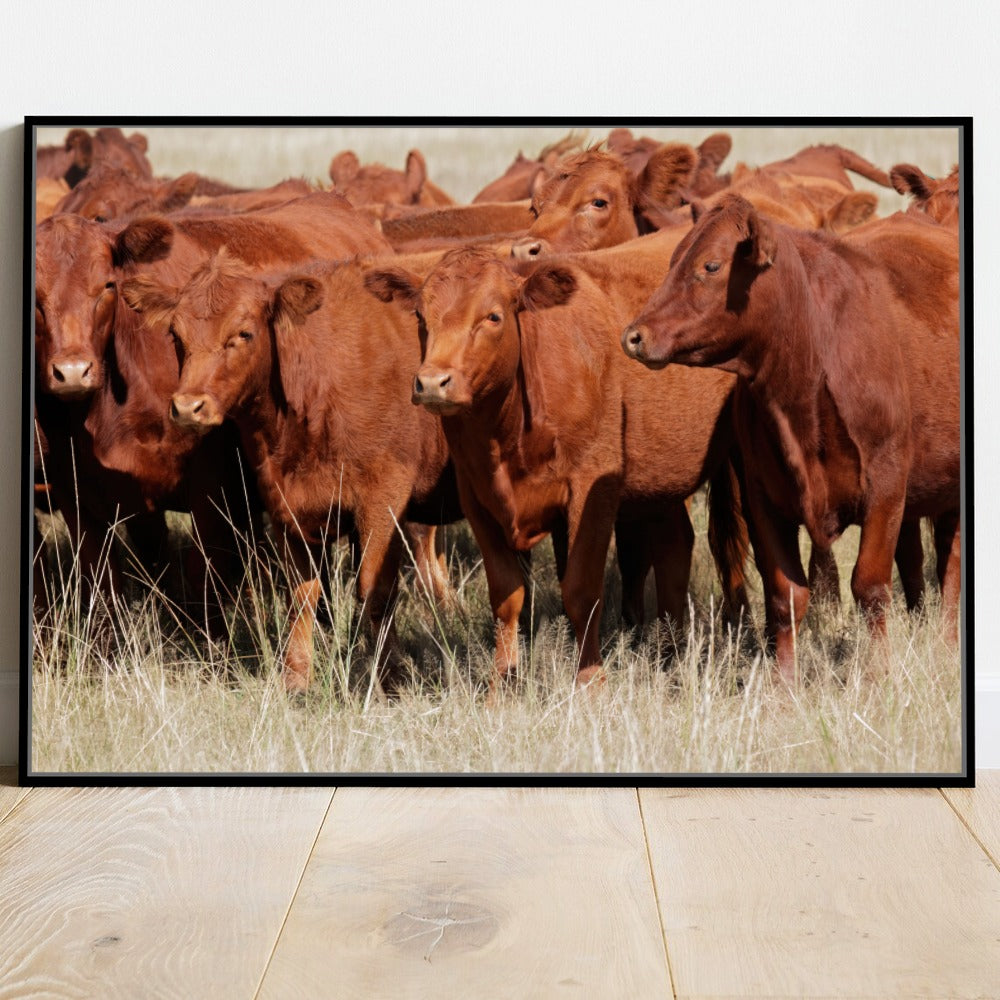 Quadro Tropa De Red Angus