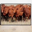 Quadro Tropa De Red Angus