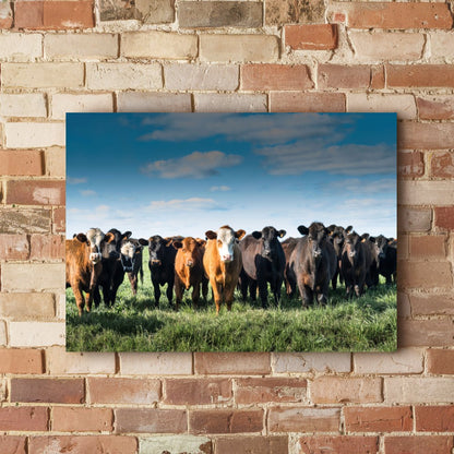 Quadro Tropa De Gado No Campo Pasto