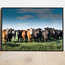 Quadro Tropa De Gado No Campo Pasto