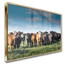 Quadro Tropa De Gado No Campo Pasto