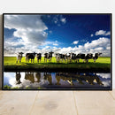 Quadro Vacas Holandesas No Campo Açude