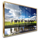 Quadro Vacas Holandesas No Campo Açude