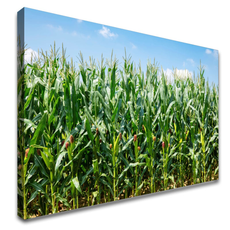 Quadro Lavoura De Milho Verde Na Espiga