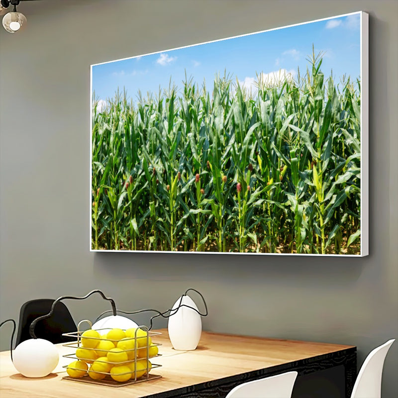 Quadro Lavoura De Milho Verde Na Espiga