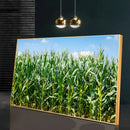 Quadro Lavoura De Milho Verde Na Espiga