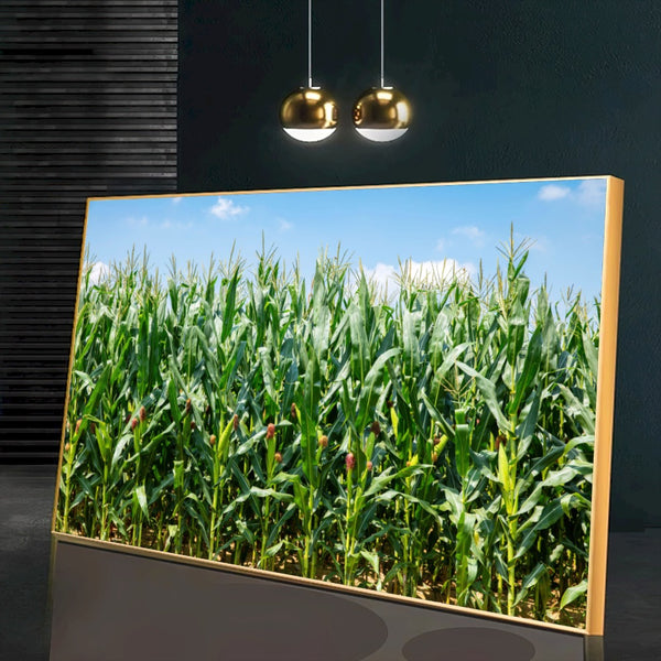 Quadro Lavoura De Milho Verde Na Espiga