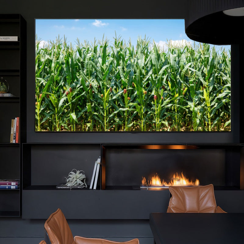 Quadro Lavoura De Milho Verde Na Espiga
