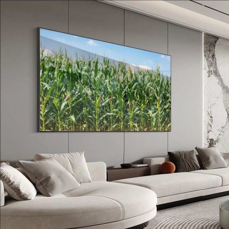 Quadro Lavoura De Milho Verde Na Espiga
