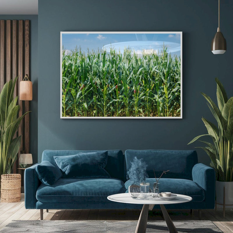 Quadro Lavoura De Milho Verde Na Espiga