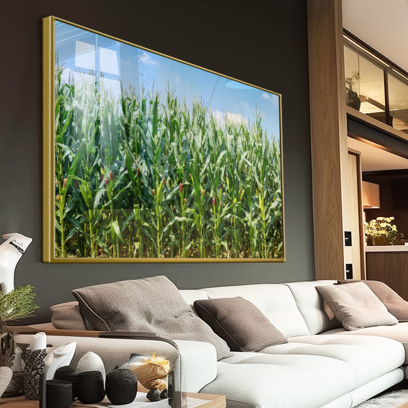 Quadro Lavoura De Milho Verde Na Espiga