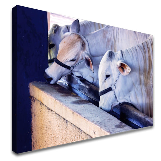 Quadro Gado Nelore Confinamento