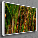 Quadro Pé De Cana De Açucar