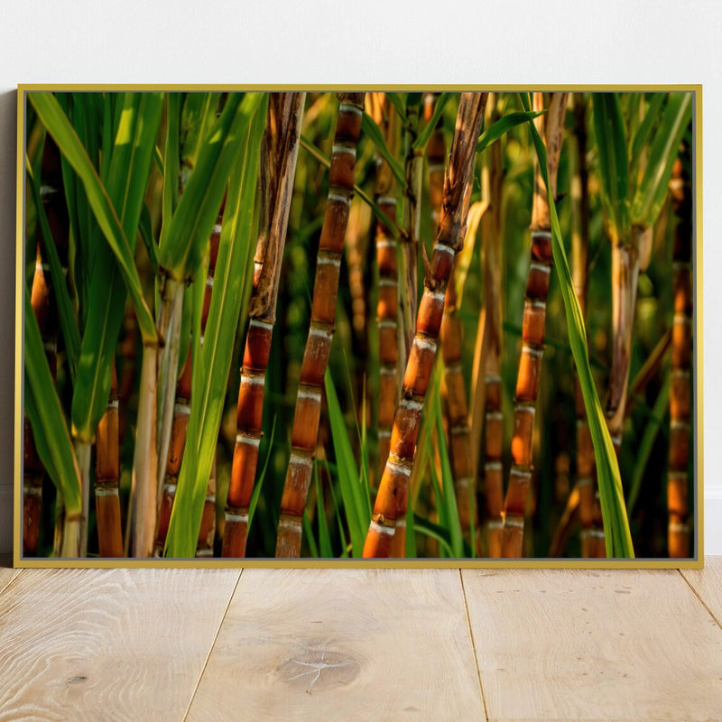 Quadro Pé De Cana De Açucar