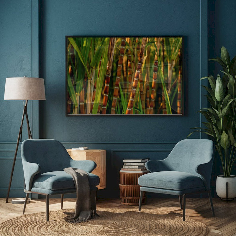 Quadro Pé De Cana De Açucar
