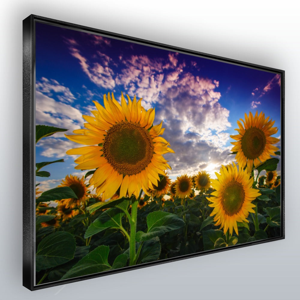 Quadro Gira Sol