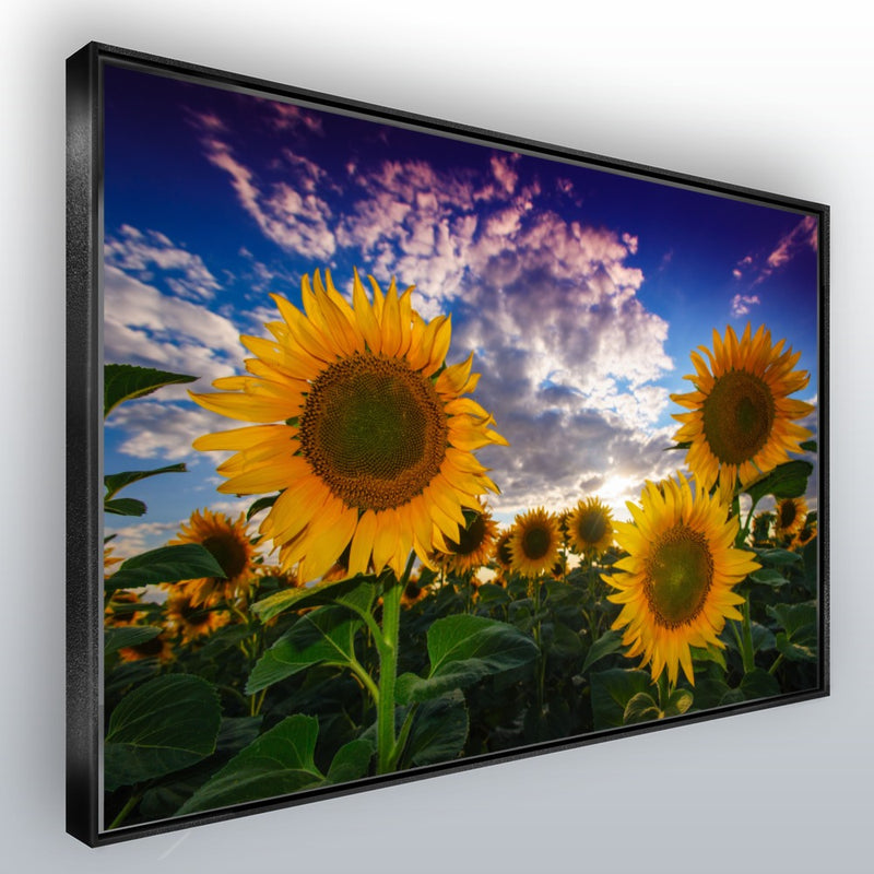Quadro Gira Sol