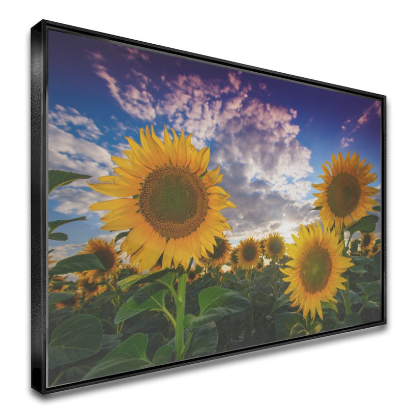 Quadro Gira Sol