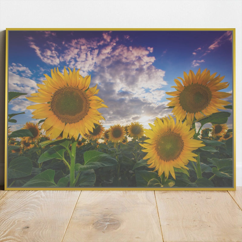 Quadro Gira Sol