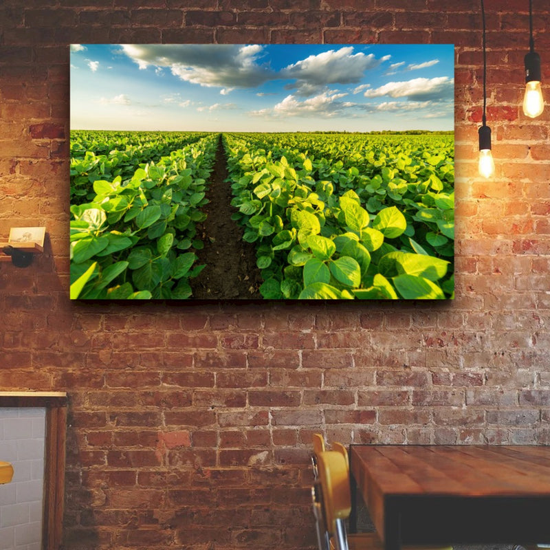 Quadro Lavoura Campo Soja Verde