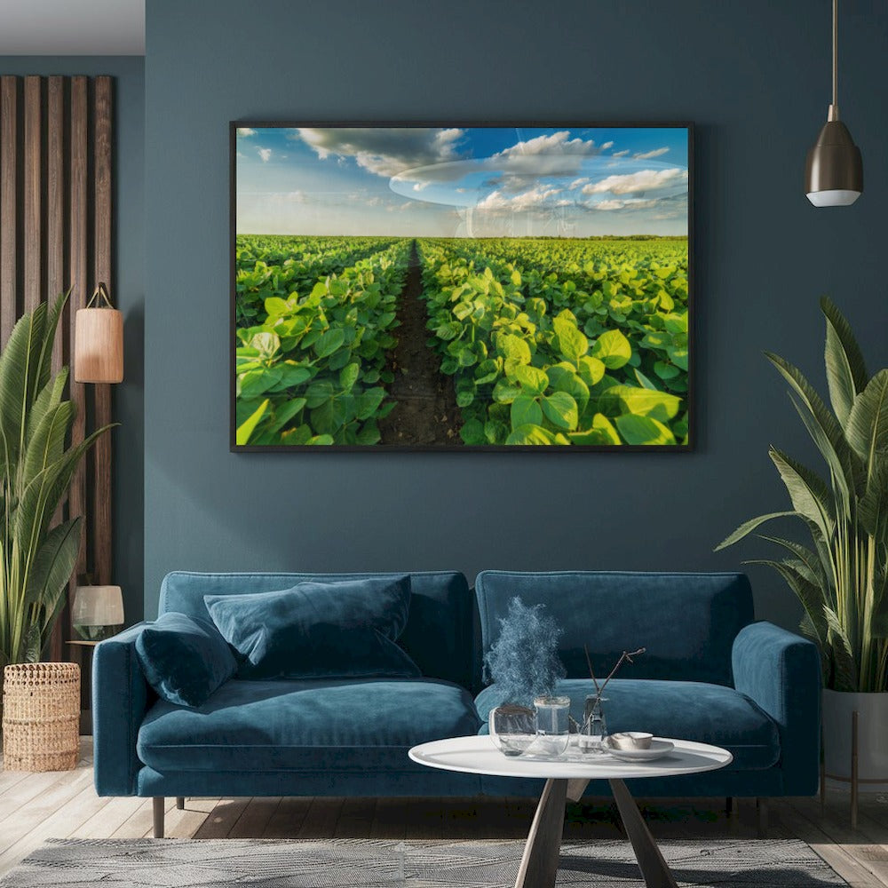 Quadro Lavoura Campo Soja Verde
