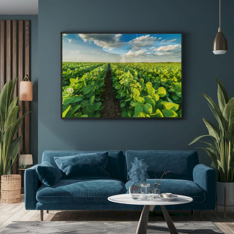 Quadro Lavoura Campo Soja Verde