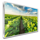 Quadro Lavoura Campo Soja Verde