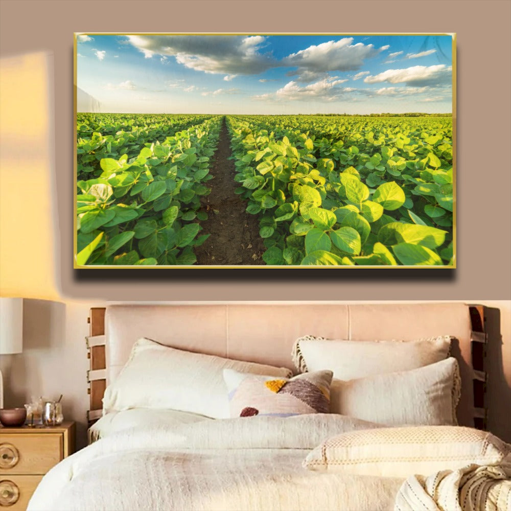 Quadro Lavoura Campo Soja Verde
