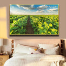 Quadro Lavoura Campo Soja Verde