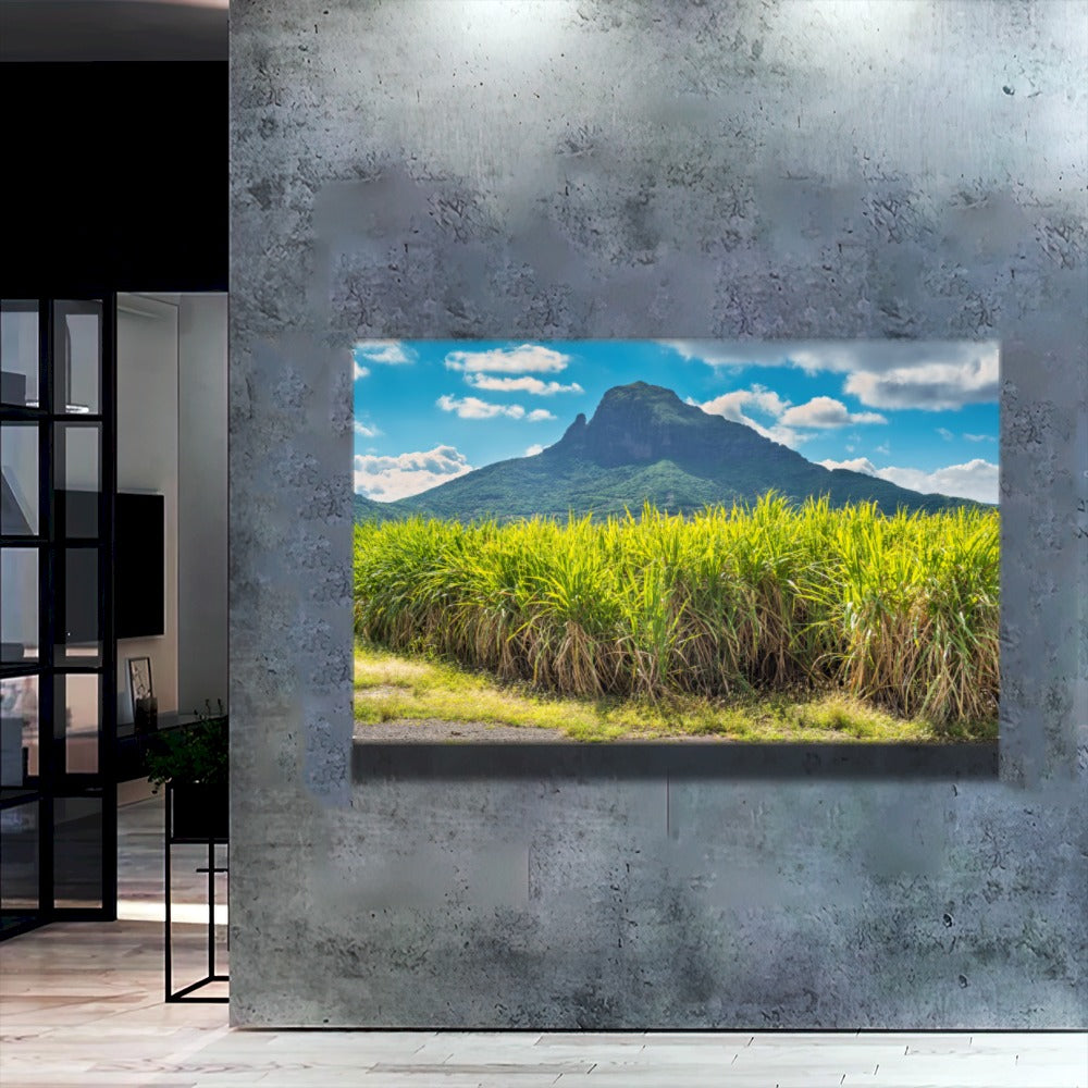 Quadro Lavoura De Cana De Açucar para Decoração | Agro Quadros